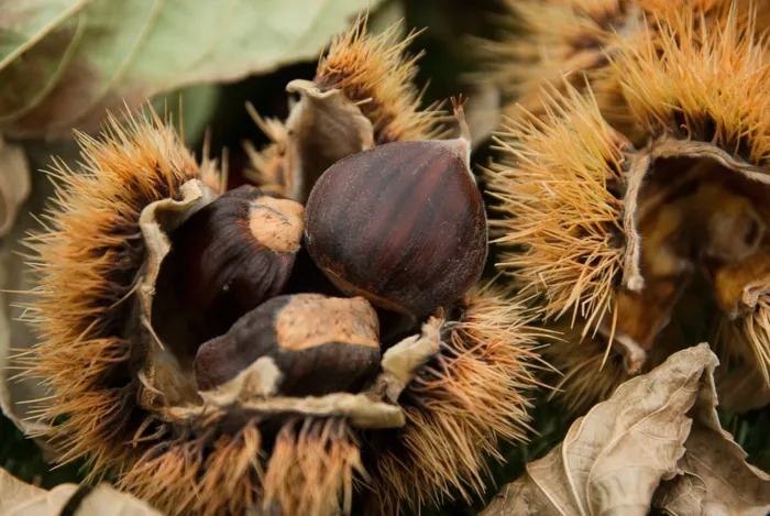 castagne