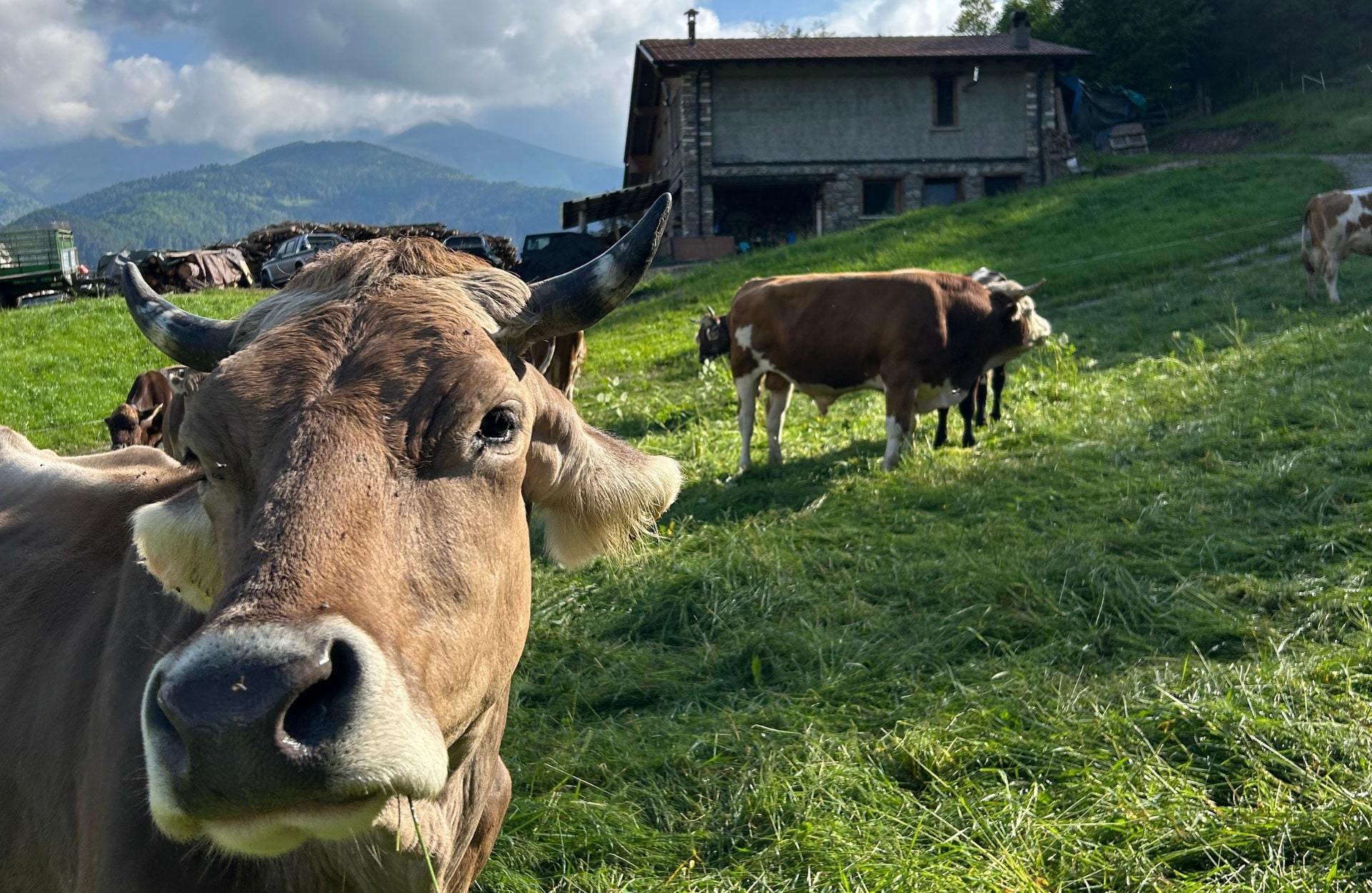 Azienda Agricola Pe Mattia - immagine 2